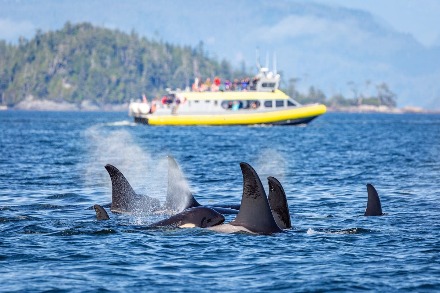 Whale Watching-Tour thumbnail