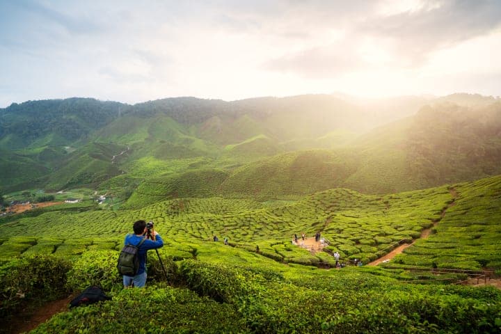 Ganztägige Tour in die Cameron Highlands thumbnail