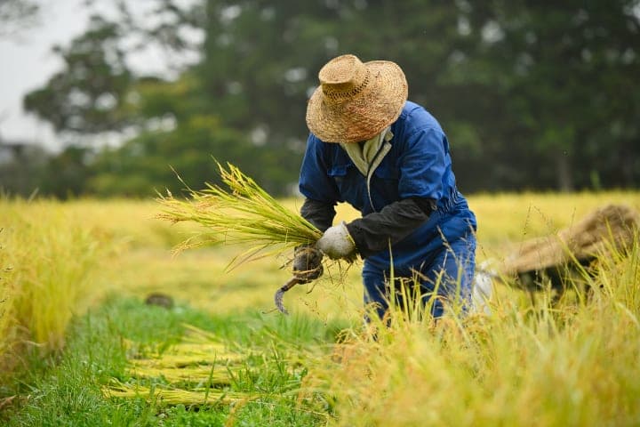 Rice Experience ab Luang Prabang thumbnail